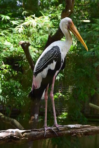 Close-up of bird perching in forest