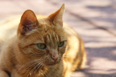 Close-up of a cat