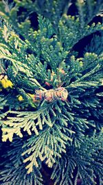 Close-up of plants