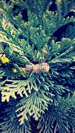 Close-up of plants