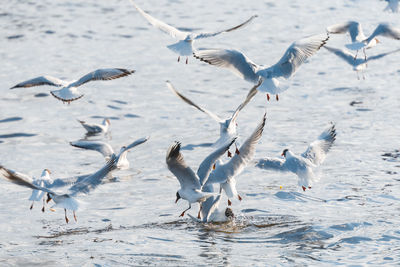 A lot of gulls are circling over the water and trying to catch fish. nature and wildlife concept.