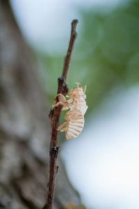 Close-up of insect exuvia