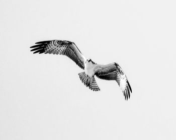 Low angle view of eagle flying against clear sky