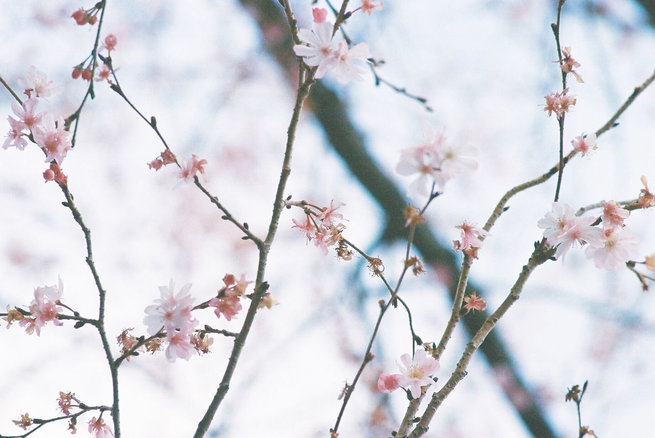 branch, flower, tree, twig, focus on foreground, nature, growth, beauty in nature, close-up, freshness, fragility, season, low angle view, sky, cherry tree, cherry blossom, outdoors, bare tree, day, blossom