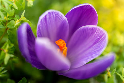 Close-up of purple crocus flower