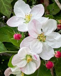 Close-up of white flowering plant