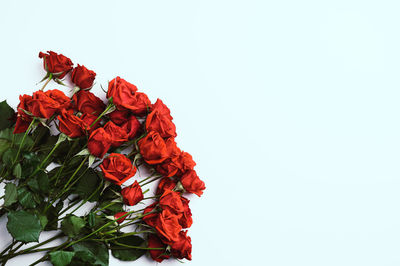 Low angle view of red flowering plant against clear sky