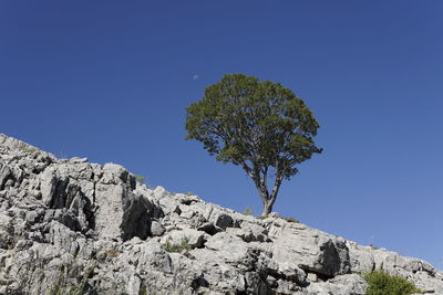 Tree against clear blue sky