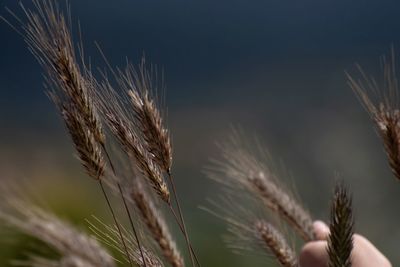 Close-up of wheat growing on field against sky