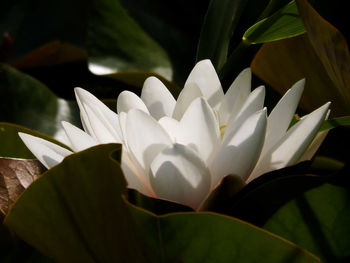 Close-up of white water lily