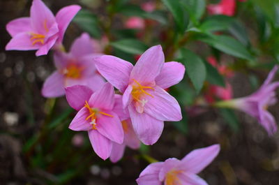 Close-up of pink flowering plant