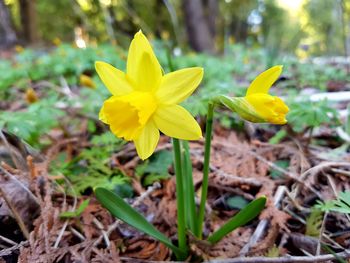 Close-up of yellow flowers