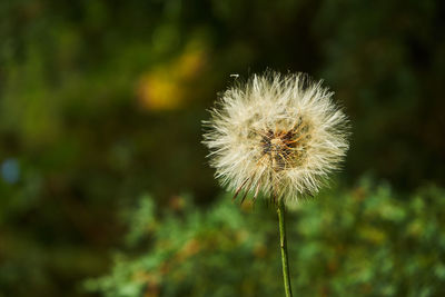 Close-up of dandelion flower