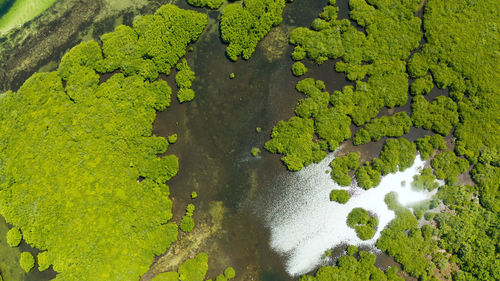 High angle view of plant growing on riverbank