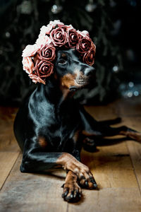 Jus a queen dobermann 