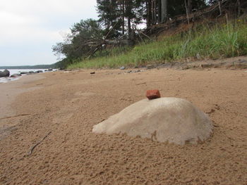 View of horse on sand