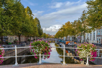 Flowering plants by lake against sky in city