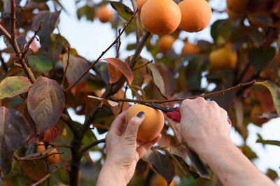 Hand using shears and cutting orange persimmon fruit from tree