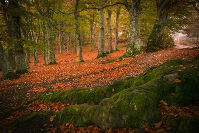 Trees in forest during autumn