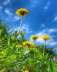 Low angle view of sunflower against sky