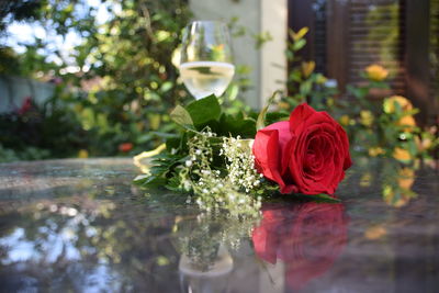 Close-up of red rose in water