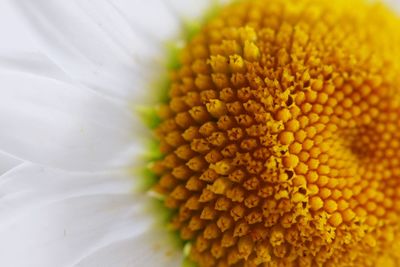 Extreme close-up of flower pollen