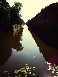 Reflection of trees in water