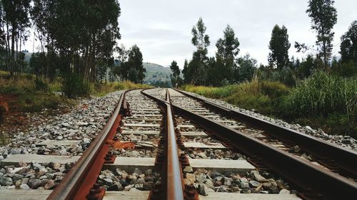 Surface level of railroad tracks against trees