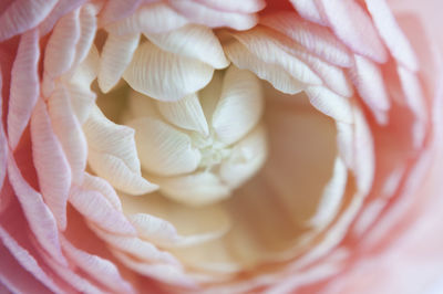 Close-up of pink flower