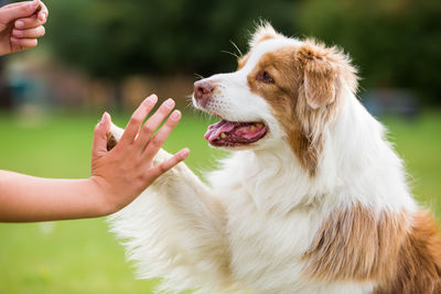 Close-up of hand holding dog