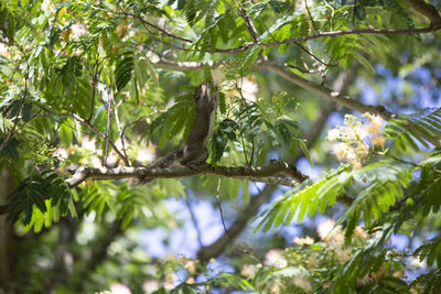 Squirrel on two legs, smelling a mimosa tree albizia julibrissin bloom while foraging