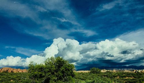 Trees on field against sky