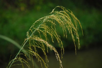 Close-up of crops growing on field