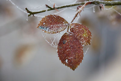 Close-up of frozen plant