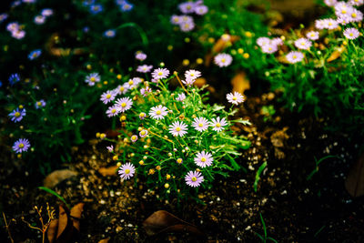 Close-up of flowers growing on tree