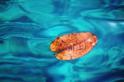 Close-up of leaf in water