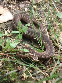 High angle view of lizard on land