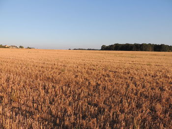 Scenic view of agricultural field against clear sky