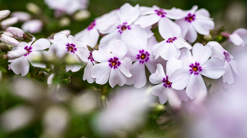 Close-up of purple flowers