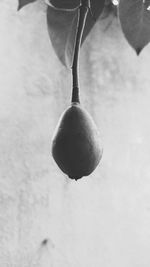 Close-up of fruits hanging on tree