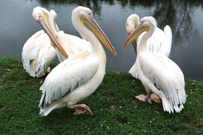 Flock of birds on grass