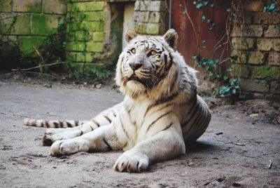 White tiger in captivity