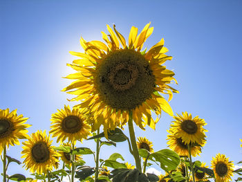 Low angle view of sunflowers against clear sky