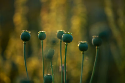 Close-up of buds growing on plant