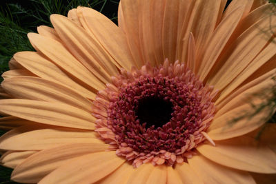 Close-up of gerbera daisy