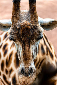 Portrait of giraffe