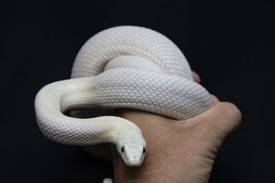 Close-up of human hand against black background