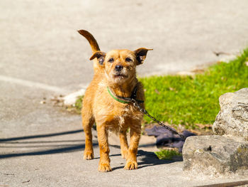 Portrait of dog on road