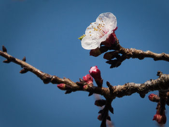 Low angle view of pink flowering tree against blue sky