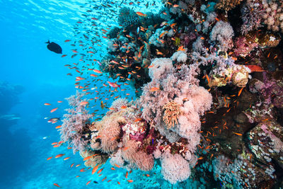 School of fish swimming by coral in red sea